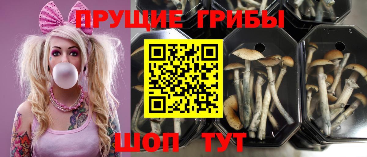 Галлюциногенные грибы ЛСД  Вход с VPN  Мончегорск  Псилоцибиновые грибы Psilocybine cubensis 